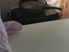 -爱派特动物医院·全科诊疗中心