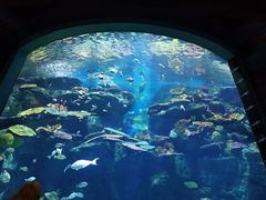 -暹罗海洋世界