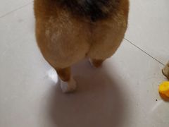-宠福鑫康馨动物医院·骨科·眼科