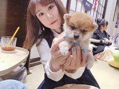 -逗柴咖啡屋·狗咖猫咖宠物桌游