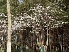 -梁鸿国家湿地公园