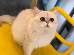 -喵屿·大理花园猫咖