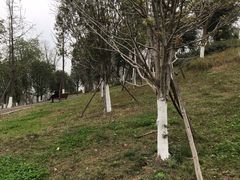 -桂溪生态公园