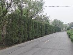 -原山国家森林公园