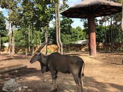 -清迈夜间动物园