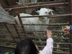 -小鱼草莓采摘园农家乐·小鱼餐厅