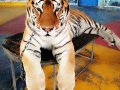 -新疆天山野生动物园