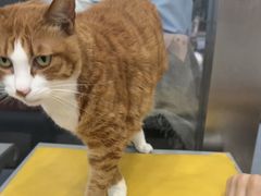 -四月宠物医院·猫专科·心脏专科·内科(转塘店)