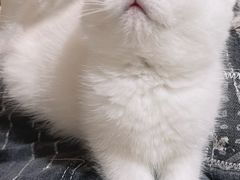 -欣宠猫屋·矮脚拿破仑·蓝金金渐层