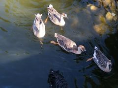 -长白岛森林公园