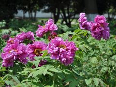 -尚湖风景区