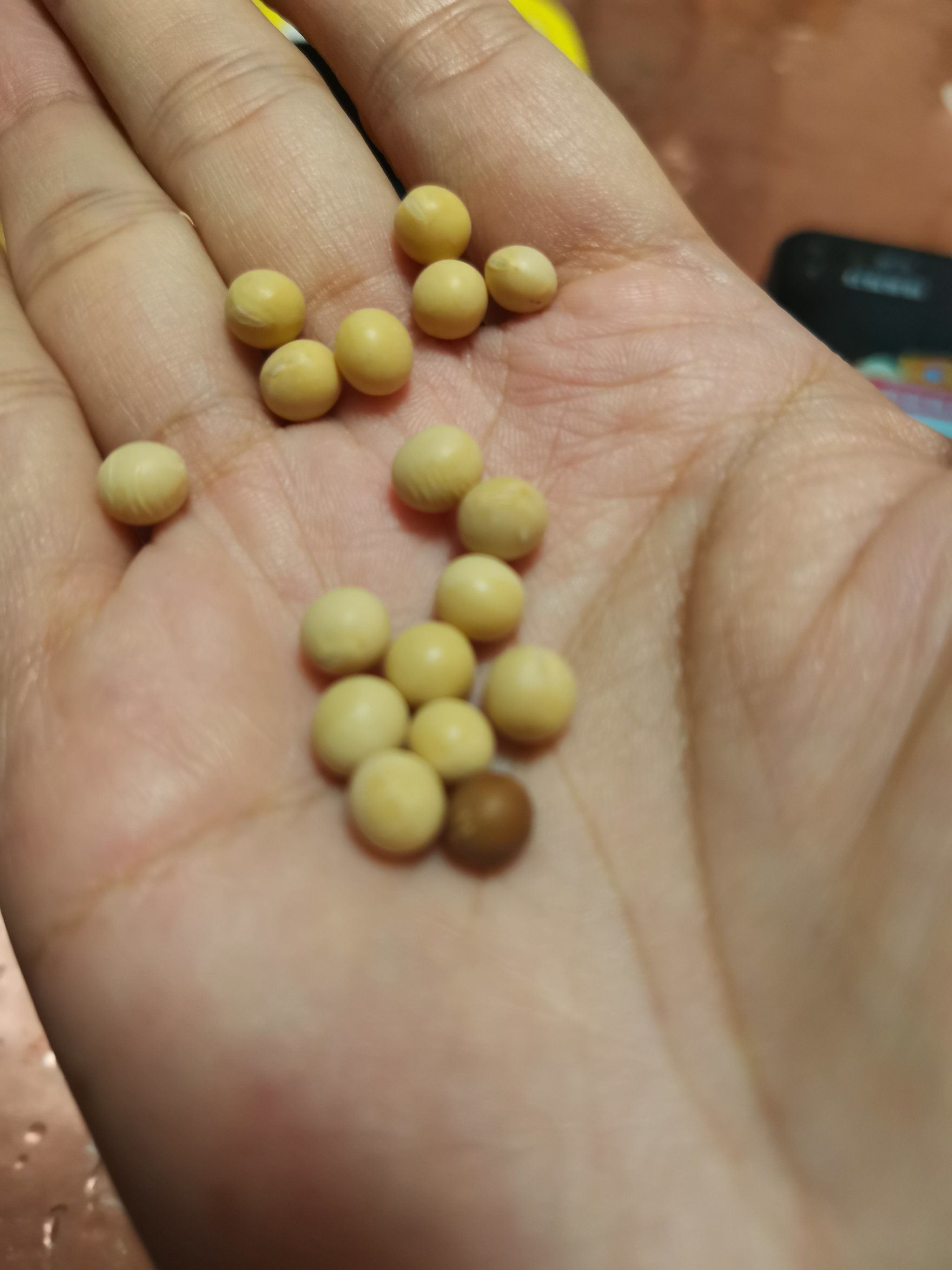 0元玩转这座城黄豆#黄豆#小黄豆表情包#生活需要仪式感#浪漫生活记录