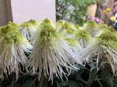 -杭州植物园