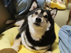 -逗柴咖啡屋·狗咖猫咖宠物桌游