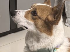 -美联众合动物医院·24h转诊中心
