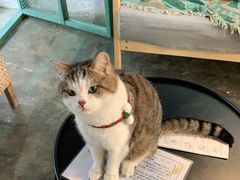 -喵屿·大理花园猫咖