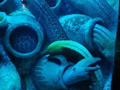 -太平洋海底世界