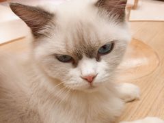 -猫和宫(六道口店)