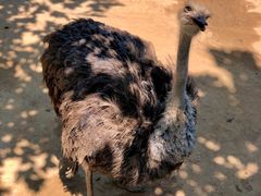 -西霞口神雕山野生动物世界