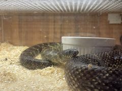 -酷以爬仙阁实体爬宠店·守宫·蜥蜴·专业繁育