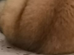 -猫域·湾主题猫咖·宠物吧(南坪城市广场店)