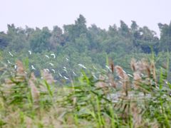 -大湾区中央湿地公园