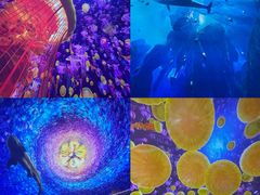 -海合安武汉极地海洋公园
