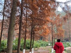 -重庆彩云湖湿地公园