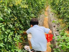 -前小桔亲子创意农场·草莓采摘·露营烧烤