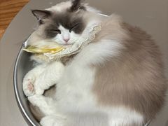 -MOCHA明星猫咖(田子坊店)