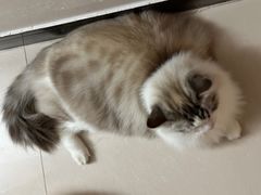 -瑞派动物医院·绝育·犬猫全科·预防医学(光景江南中店)