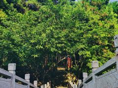 -铁山坪森林公园