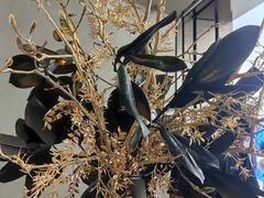 -喜茶(深圳万象城黑金店)