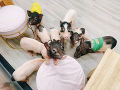 -猪盟咖啡店(玖洲道店)