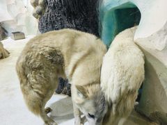 -大连圣亚海洋世界