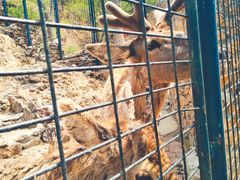 -大连森林动物园