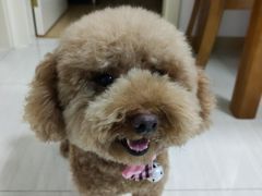 -佩兹宠物医院肿瘤专科·眼科·牙科(黄浦店)