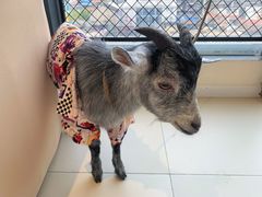 -怪兽屋·羊驼·猫咖·狗咖(俊华广场店)