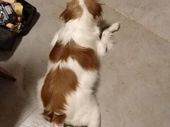 -美联众合动物医院·24h转诊中心