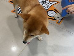 -佳雯宠物医院·皮肤科·内外科(春晓路分院)