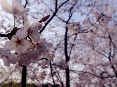 -顾村公园