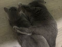 -仁普宠物诊所(住友昌盛新苑店)