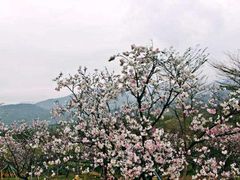 -天适樱花悠乐园