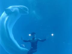 -海合安成都极地海洋公园