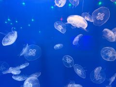 -福州罗源湾海洋世界旅游区