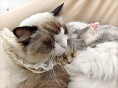 -怪兽屋·羊驼·猫咖·狗咖(俊华广场店)