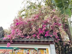 -深圳国际园林花卉博览园