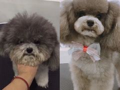 美容图-BABYDOG宝贝狗宠物乐园(欧洲城店)