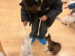 -Let's go狗咖·猫咖·奶狗·桌游(春熙路IFS店)