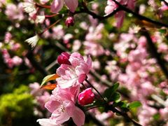 -新虹桥中心花园